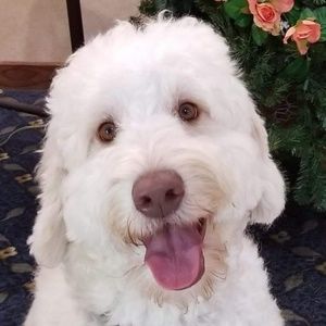 Meet your Posher, Dorine